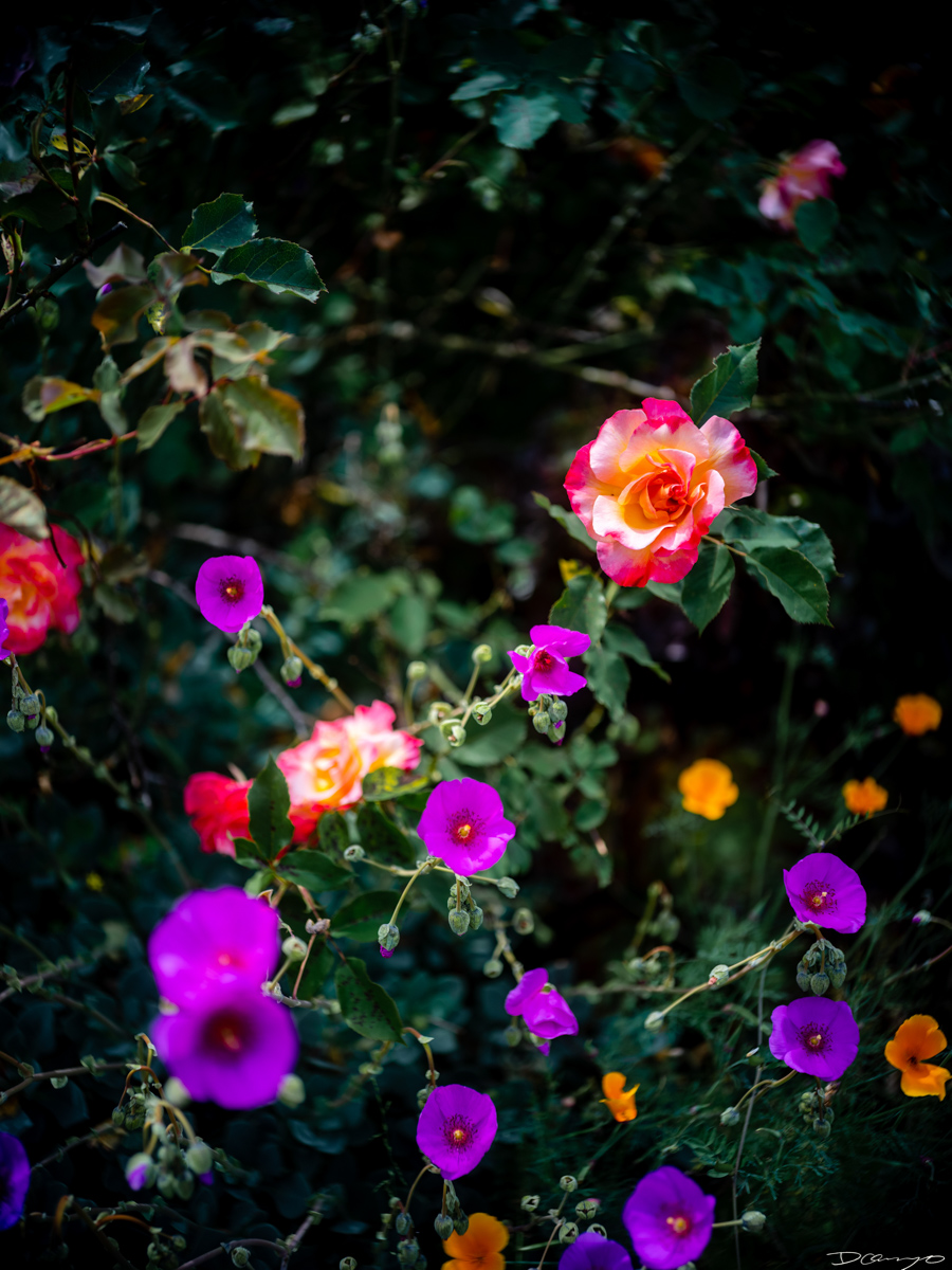 Pretty things that I wanted to take pictures of around Berkeley in 2023.